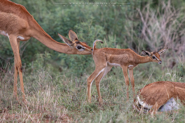 Samburu National Reserve