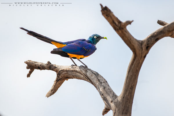 Samburu National Reserve