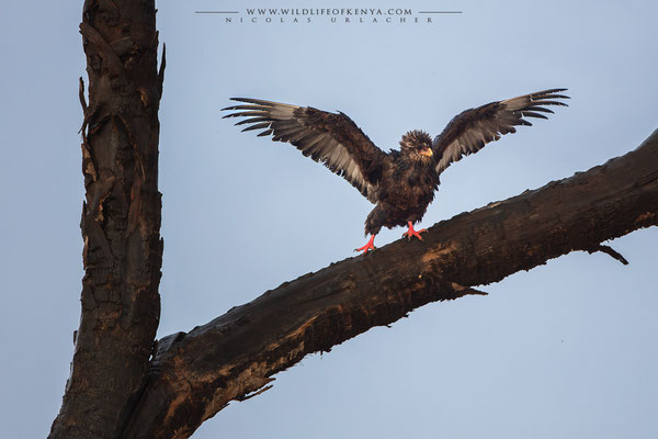 Buffalo Springs National Reserve