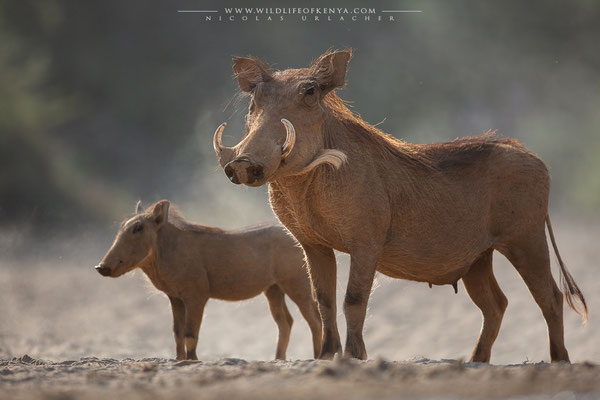 Shompole Conservancy