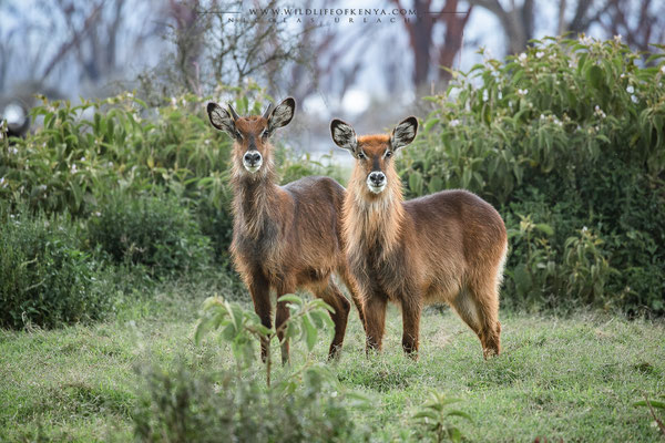 Nakuru National Park