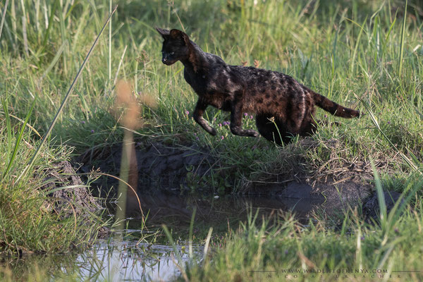 Amboseli National Park