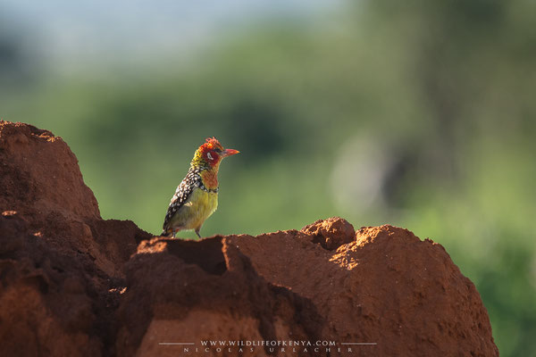 Samburu National Reserve