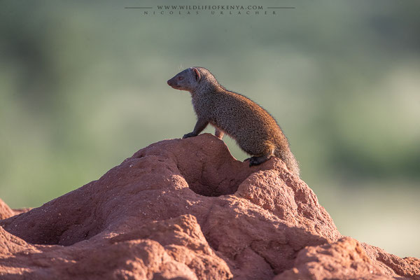 Samburu National Reserve