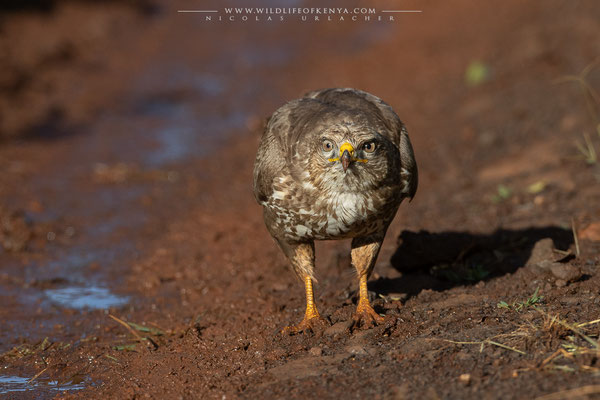 Aberdare National Park