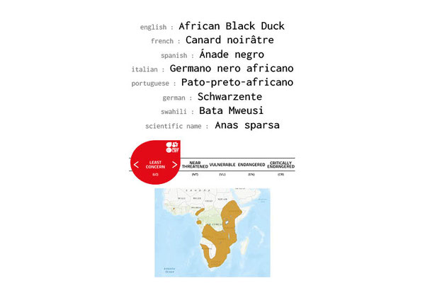 Names, conservation status and distribution of the African black duck