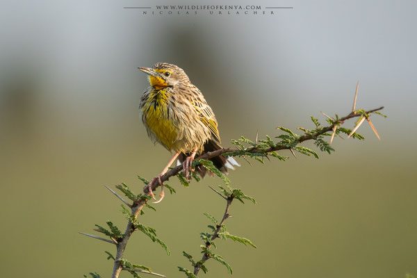 Nairobi National Park