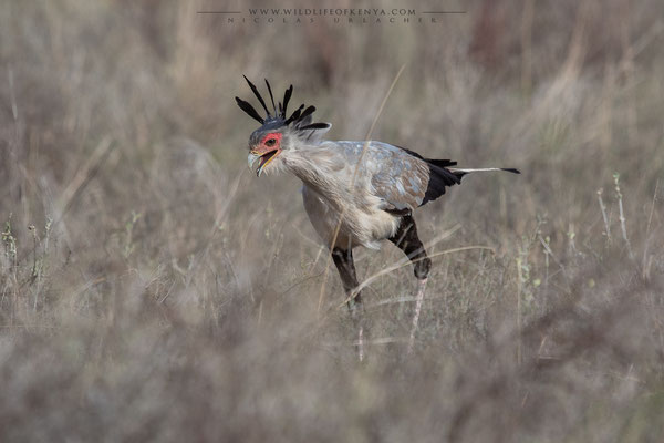 Samburu National Reserve