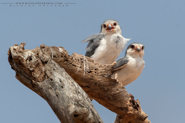 Samburu National Reserve