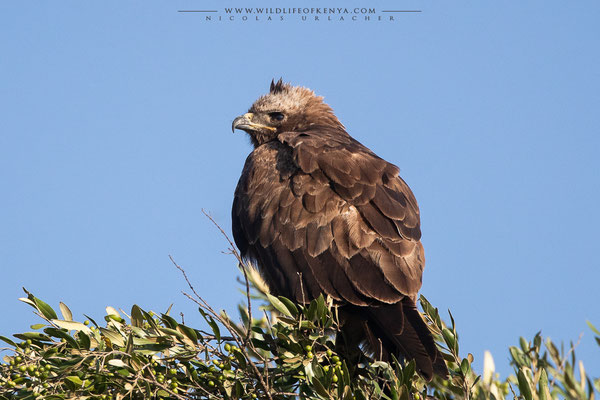Mara Triangle Conservancy