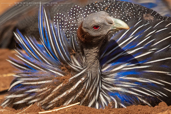 Samburu National Reserve