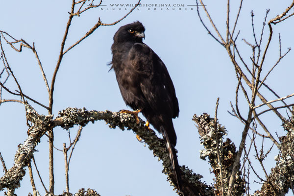 Dark morph / Ol Pejeta Conservancy