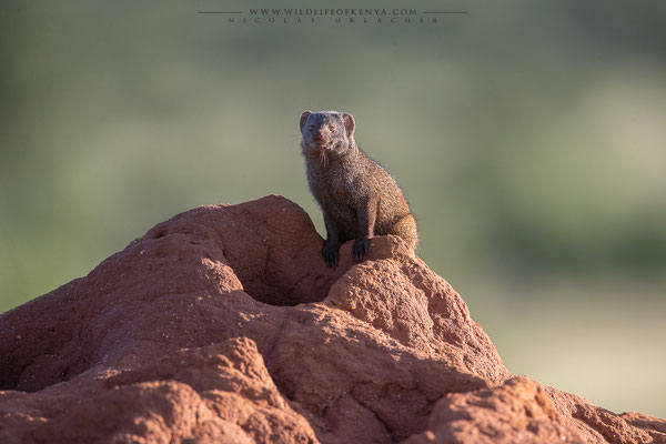 Samburu National Reserve