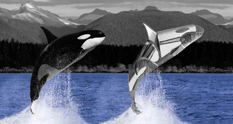JUNGE ORCAS IM AUFTAUCHEN l 2025 l Foto auf Aluminium gedruckt