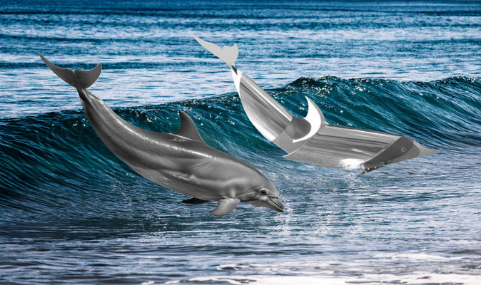 DOLPHINS SURFING l 2025 l Foto auf Aluminium gedruckt, verschiedene Größen