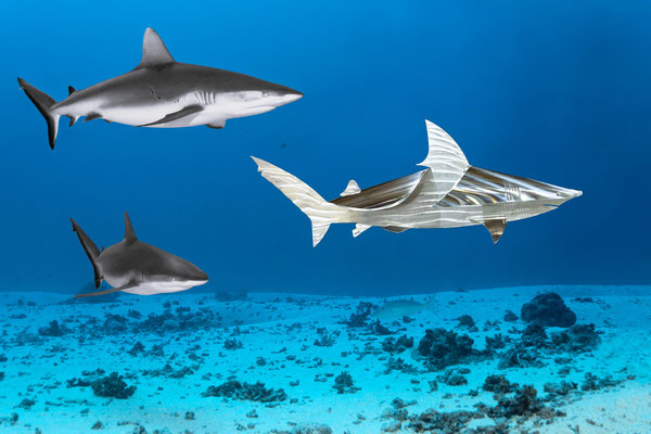 GRY SHARK METAMORPHOSIS l 2025 l Foto auf Aluminium gedruckt, verschiedene Größen
