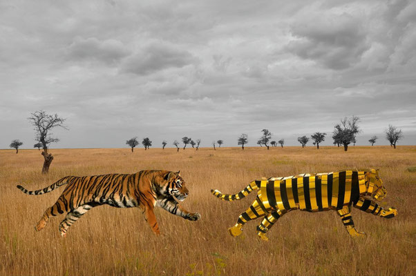 TIGER UND UNBESIEGBARE KRAFT IN DER WILDNIS l 2025 l Foto auf Aluminium gedruckt