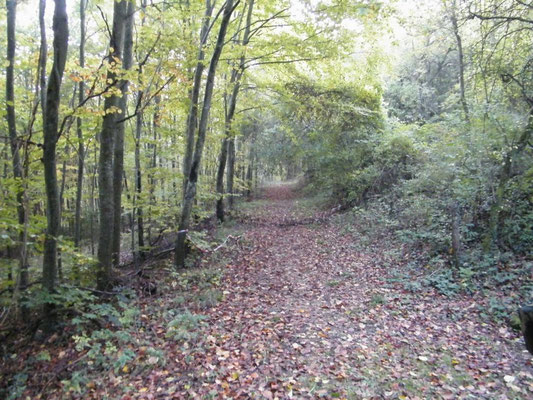 Blick in die Weinbergschlucht