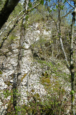 Hinter den Büschen zeigt sich der Steinbruch mit seinen Unterständen