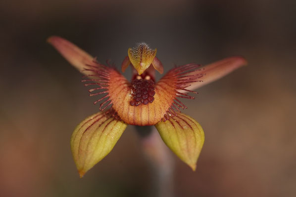 Bee Orchid (Caladenia discoidea)