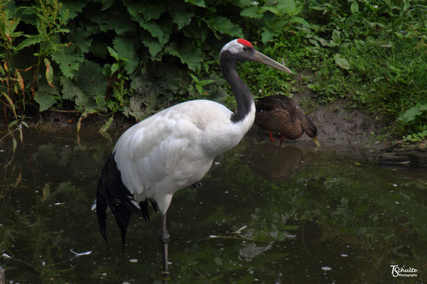 Avifauna Alphen aan de Rijn, Nederland - Juli 2021