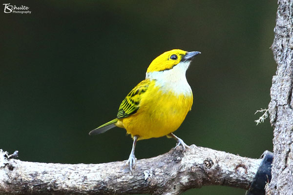 San Gerardo de Dota, Costa Rica - Januari 2020