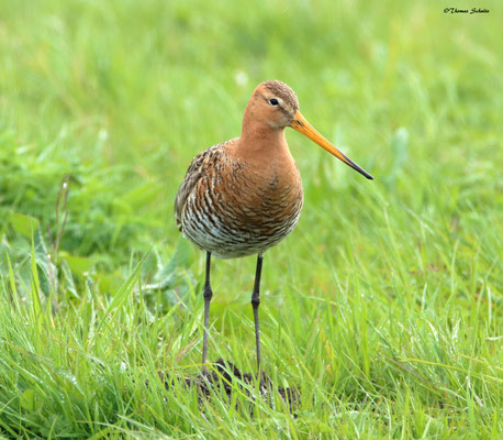Lauwersmeer, Nederland - April 2017