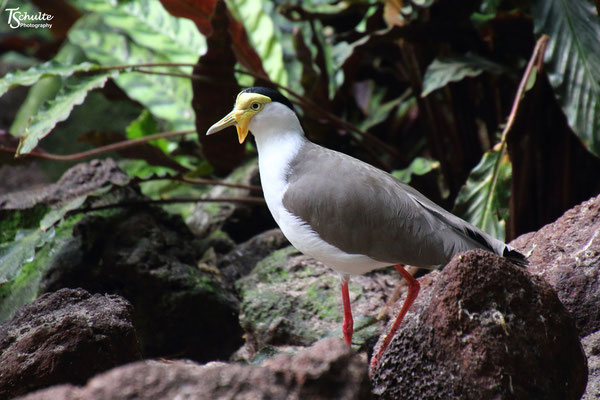 Avifauna Alphen aan de Rijn, Nederland - Juli 2021