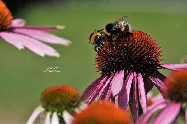 Hummeln auf einer Rudbeckia