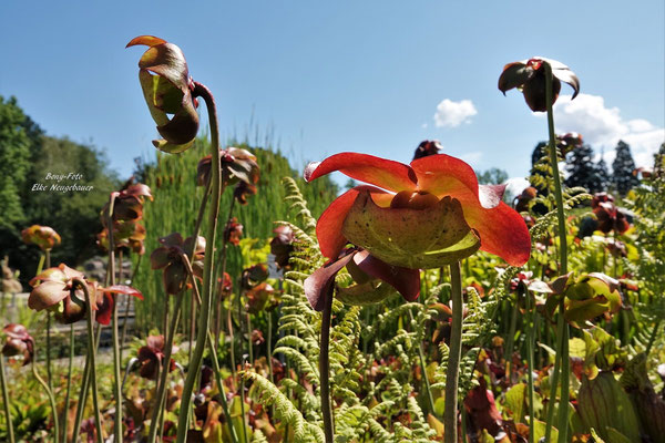 Blüten der fleischfressenden Schlauchpflanze