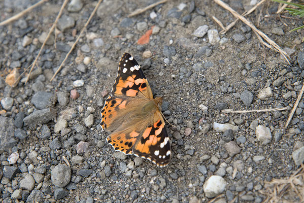 Distelfalter - Vanessa cardui