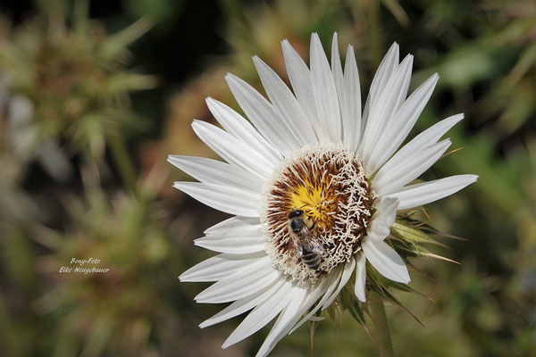 Blüte der Silberdistel mit Biene 