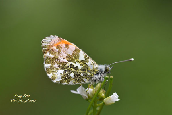 Aurarafalter, Männchen - Anthocharis cardamines Schmetterling des Jahres 2004