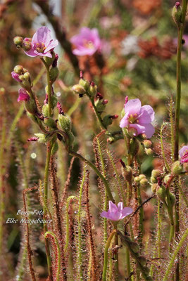 Blüten des Sonnentau