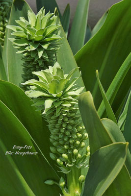 Blütenstand der Schopflilie erinnert an eine Ananas