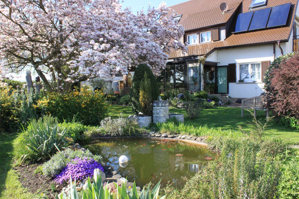 Gartenteich im östlichen Garten mit blühender Magnolie