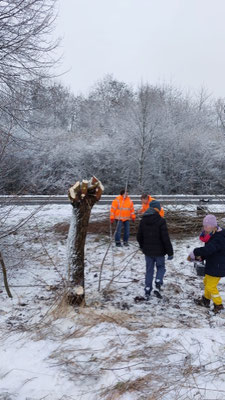 Holz Frühjahr 2026