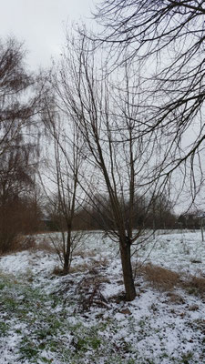 Holz Frühjahr 2026