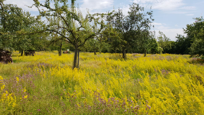 Frühsommer 2019