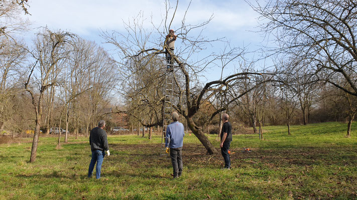 Obstbaumschnitt