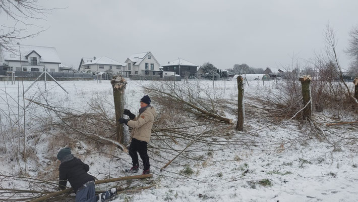 Holz Frühjahr 2026