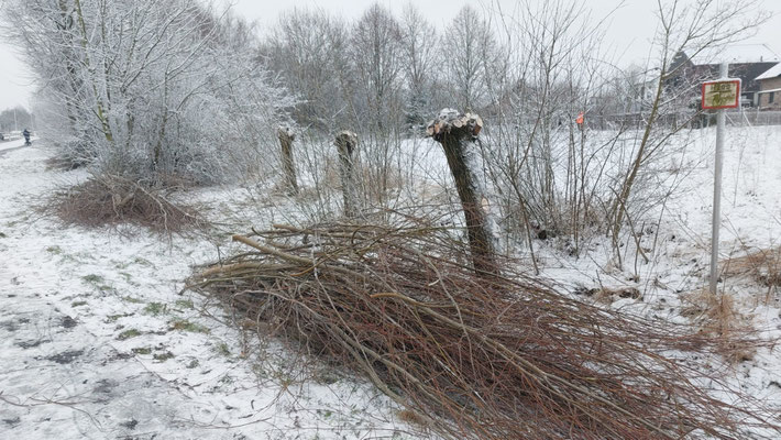Holz Frühjahr 2026