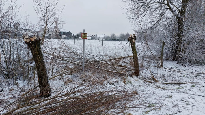 Holz Frühjahr 2026
