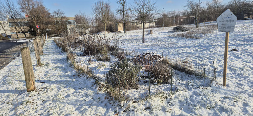 Staudenbeet im Winter 2025/2026