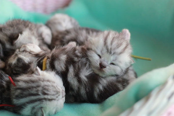 Satılık Scottish Fold Panosundaki Pin