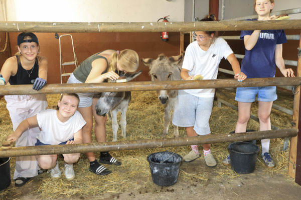 Schüler:innen einer Münsteraner Schule verbringen einige Tage auf dem Tierschutzhof und helfen bei den Vorbereitungen.