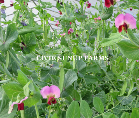 りびえ旬野菜☆Livie Seasonal Vegetables ☆春☆ LIVIE SUNUP FARMS