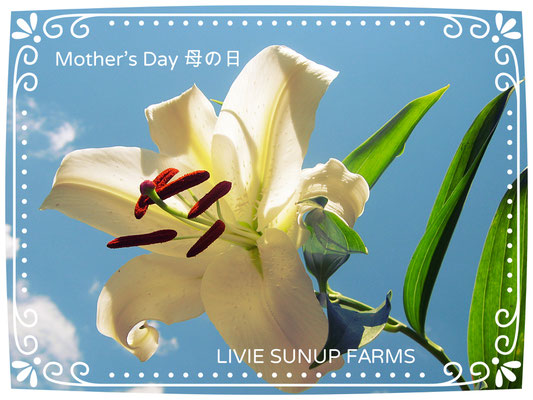 ♡　Mother's Day 母の日 ♥ LIVIE SUNUP FARMS