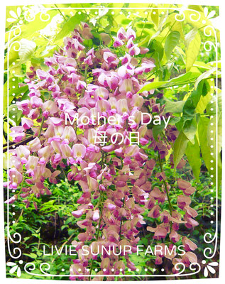 ♡　Mother's Day 母の日 ♥ LIVIE SUNUP FARMS