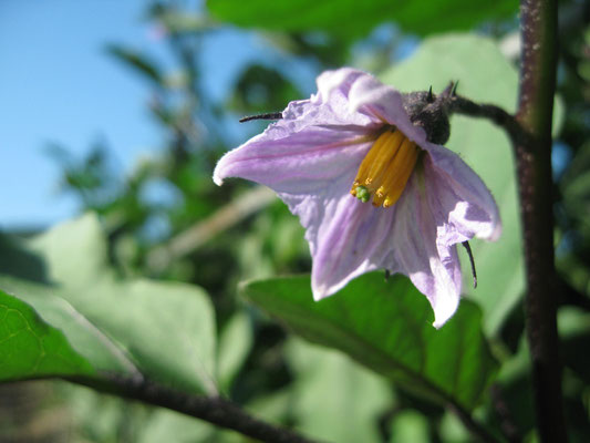 ♡　茄子花